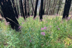 Missoula Hiking