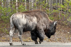 Old looking Bison